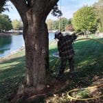 Is Your Tree Stressed? 7 Warning Signs to Watch for This Summer