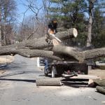 Emergency Tree Services 101: What to Do After a Storm